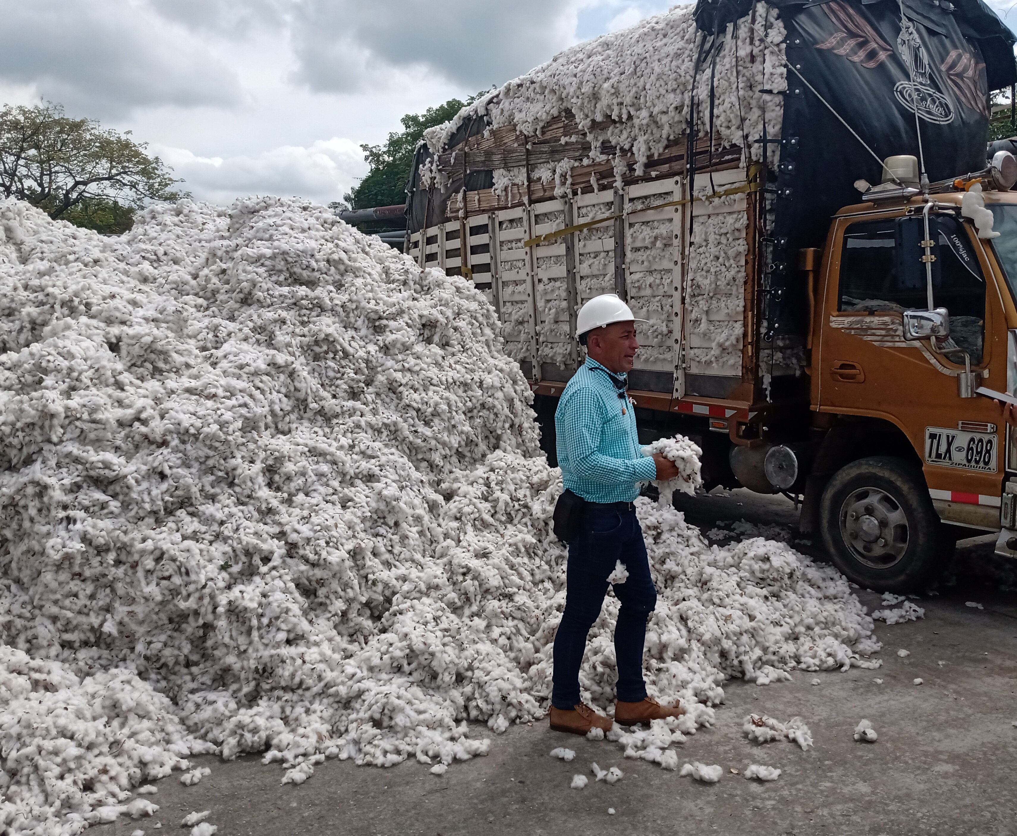 El cultivo de algodón crece en Colombia/Caracol Radio
