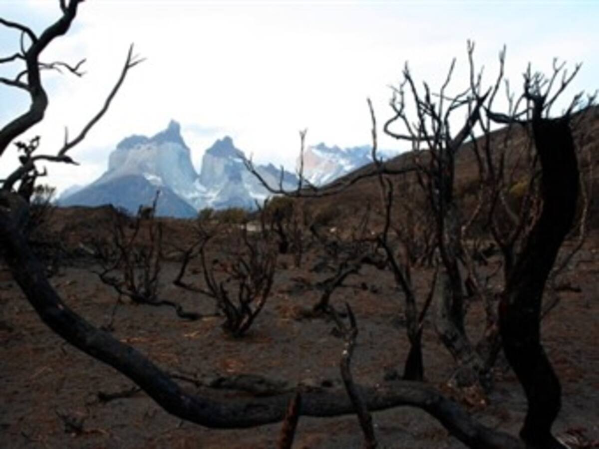 Expertos israelíes ayudarán a reforestar Torres del Paine en Chile