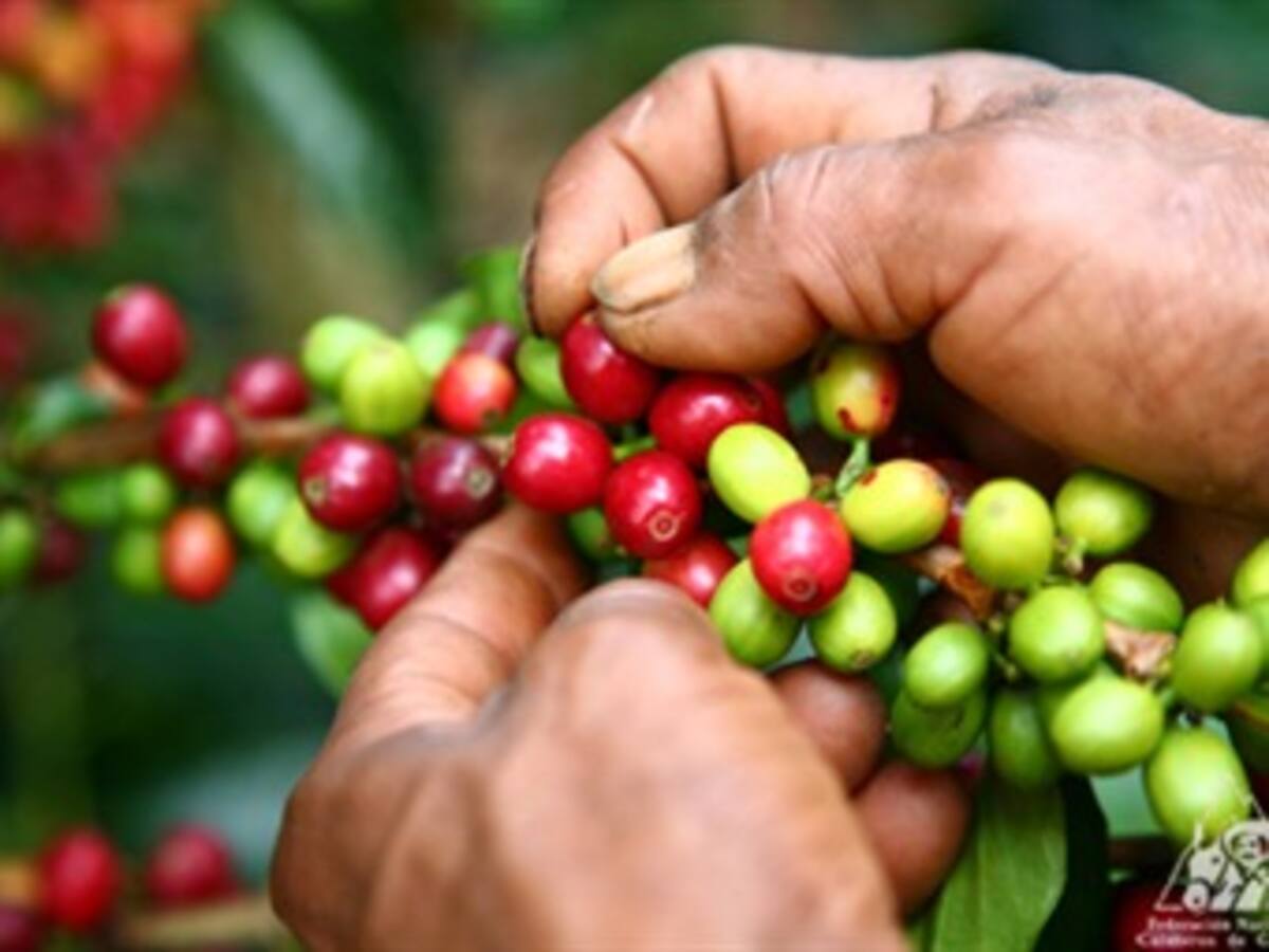 Gobierno entregará apoyo de $60.000 a productores por carga de café