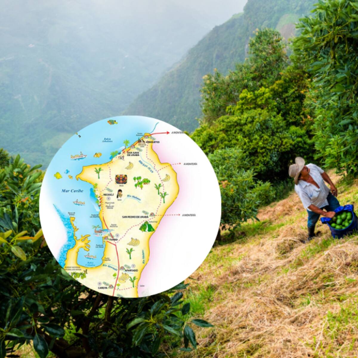 Cuántos municipios tiene la subregión de Urabá Antioqueño: Tiene más de 500.000 habitantes