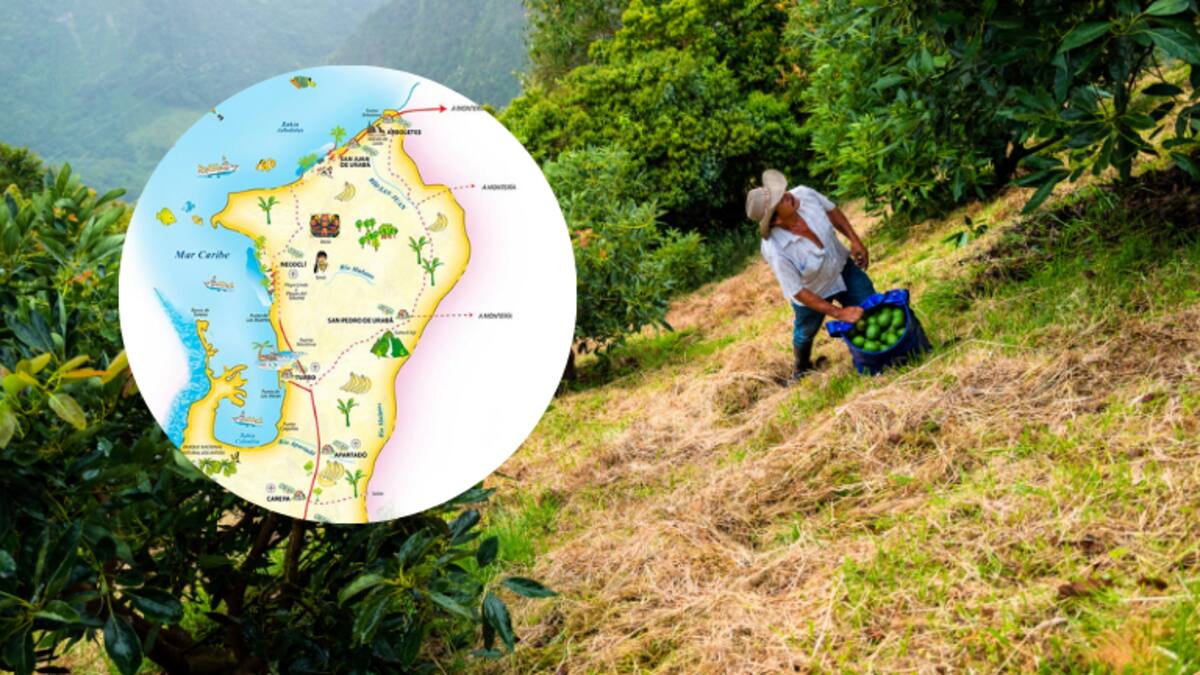 Cuántos municipios tiene la subregión de Urabá Antioqueño: Tiene más de 500.000 habitantes