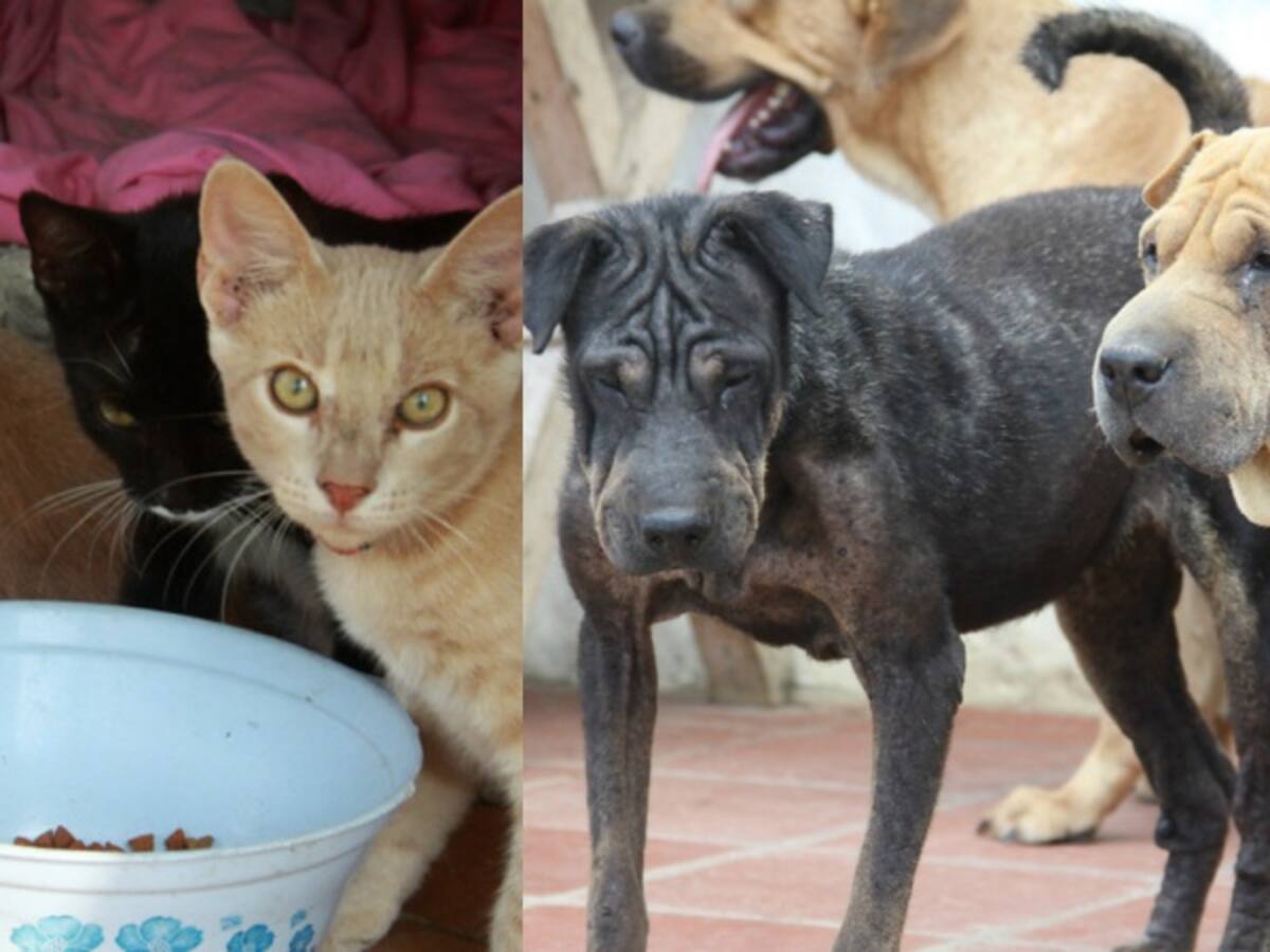 Perros y gatos en Zoonosis de Bogotá recibirán tratamiento homeopático