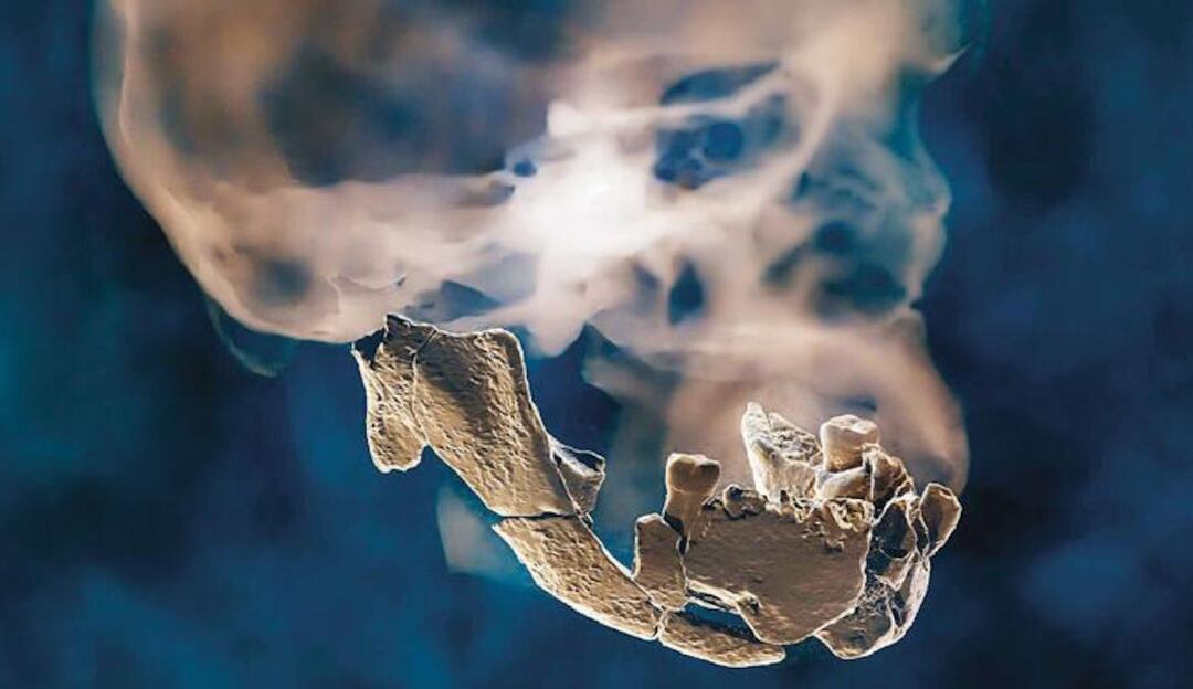 Nueva especie encontrada