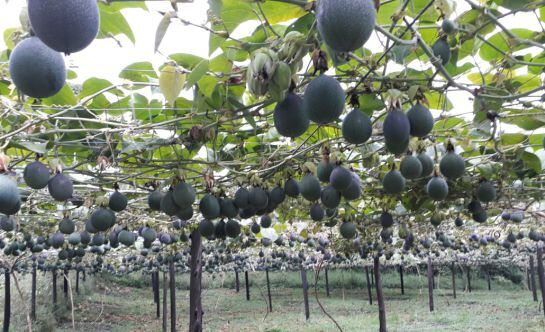 Cultivo de granadillas