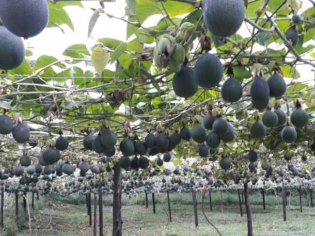 Cultivo de granadillas