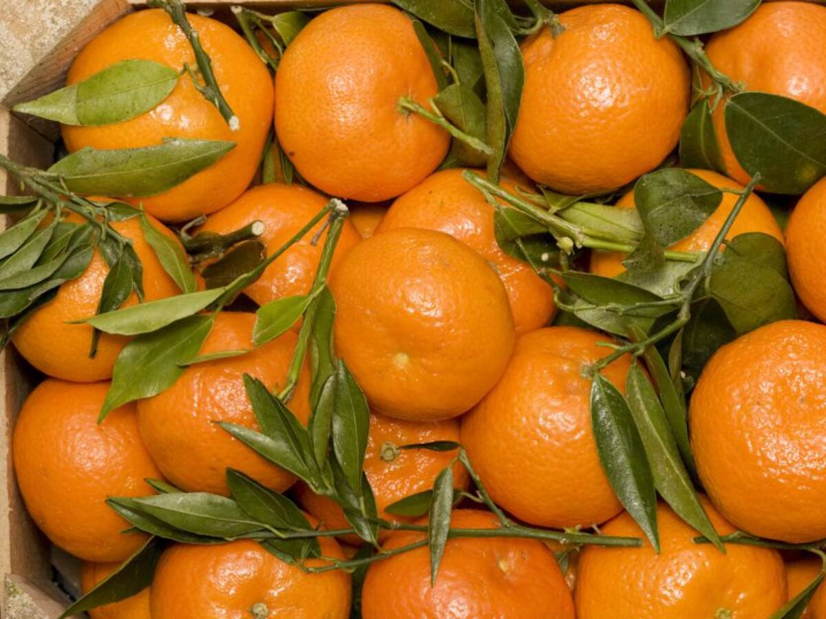 Inicia la cosecha de mango y mandarina