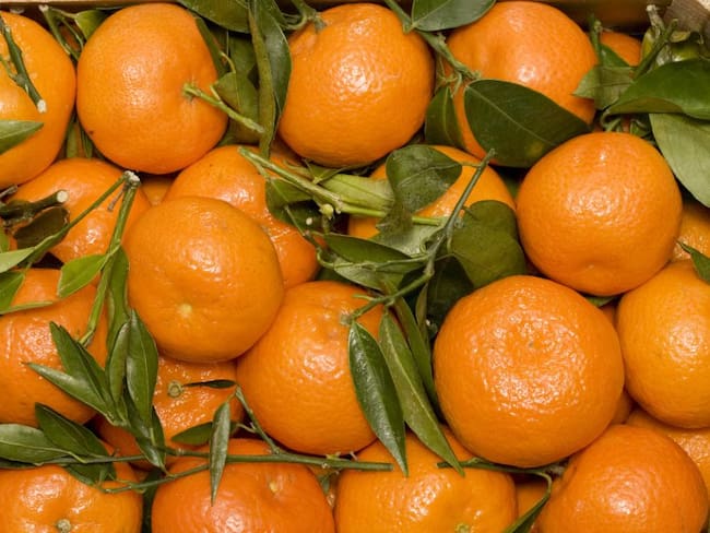 Inicia la cosecha de mango y mandarina