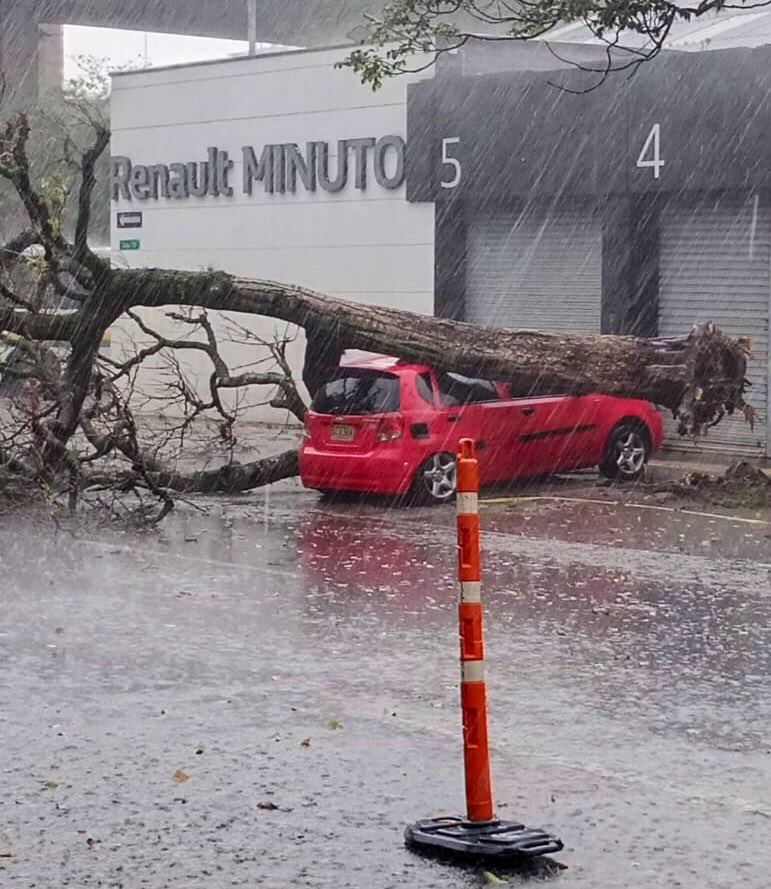 Árbol caído en Medellín- foto Dagrd