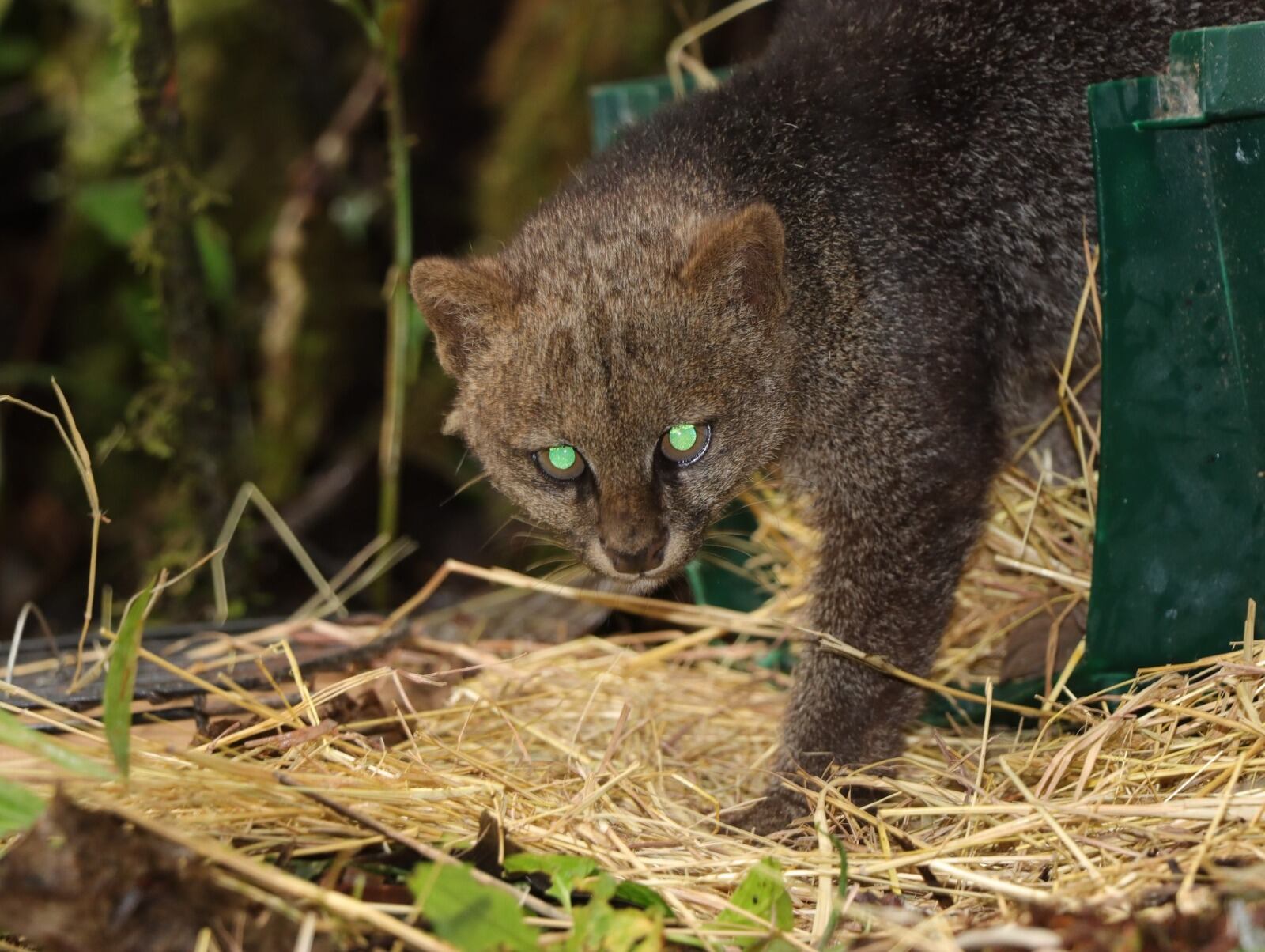 Más de mil animales silvestres regresaron a su hábitat natural en el Huila tras procesos de recuperación liderados por la CAM en 2025.