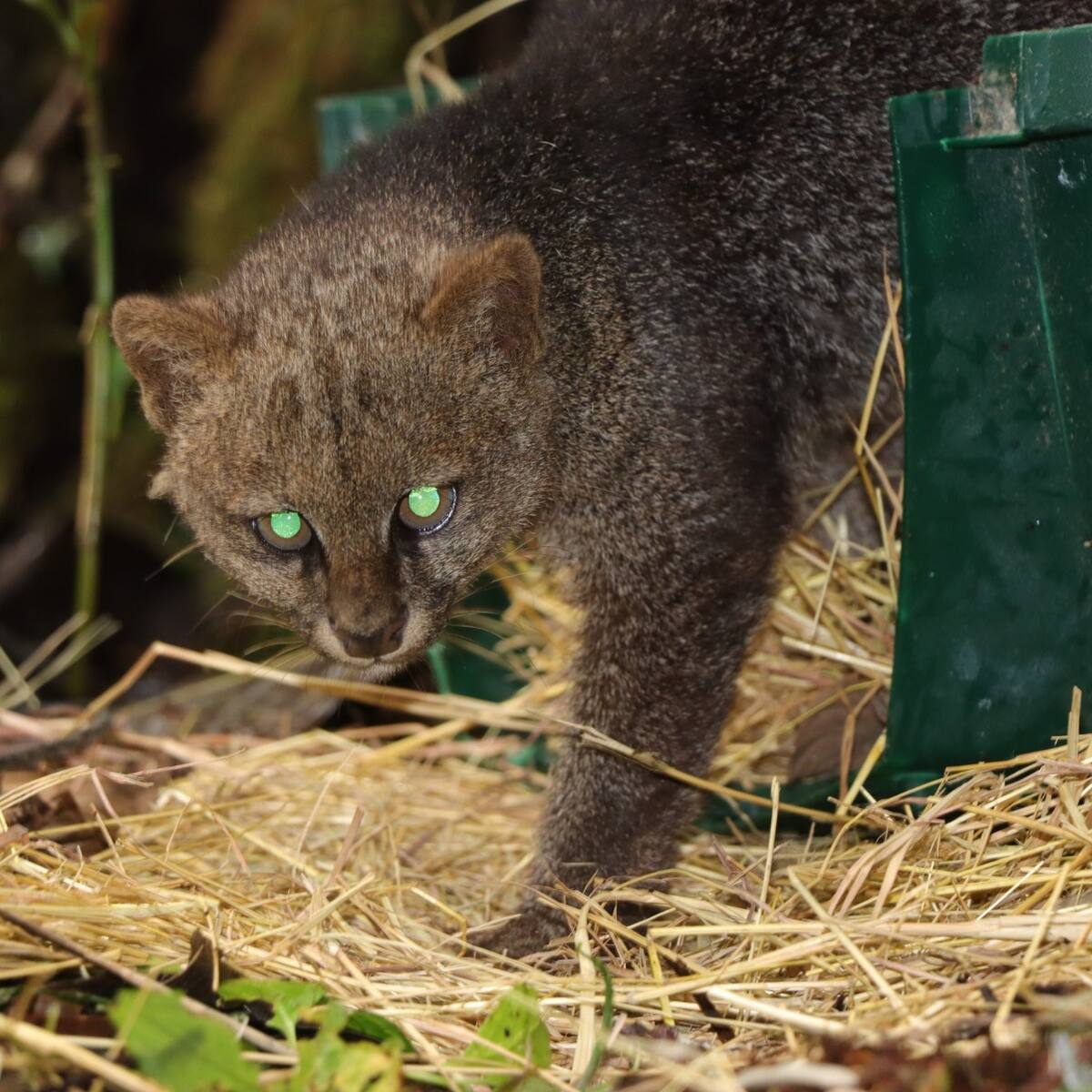 Más de 1.000 animales silvestres fueron liberados en el Huila durante 2025