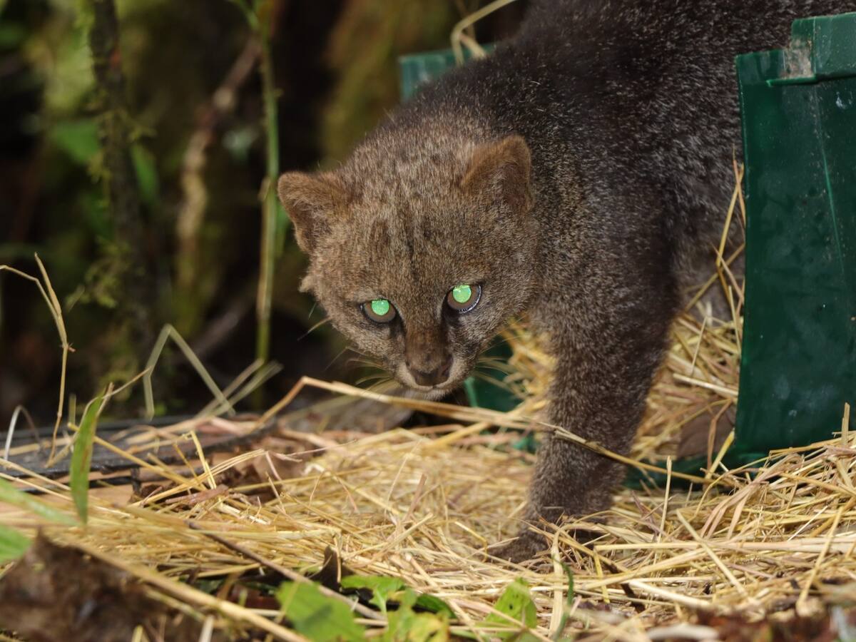 Más de 1.000 animales silvestres fueron liberados en el Huila durante 2025