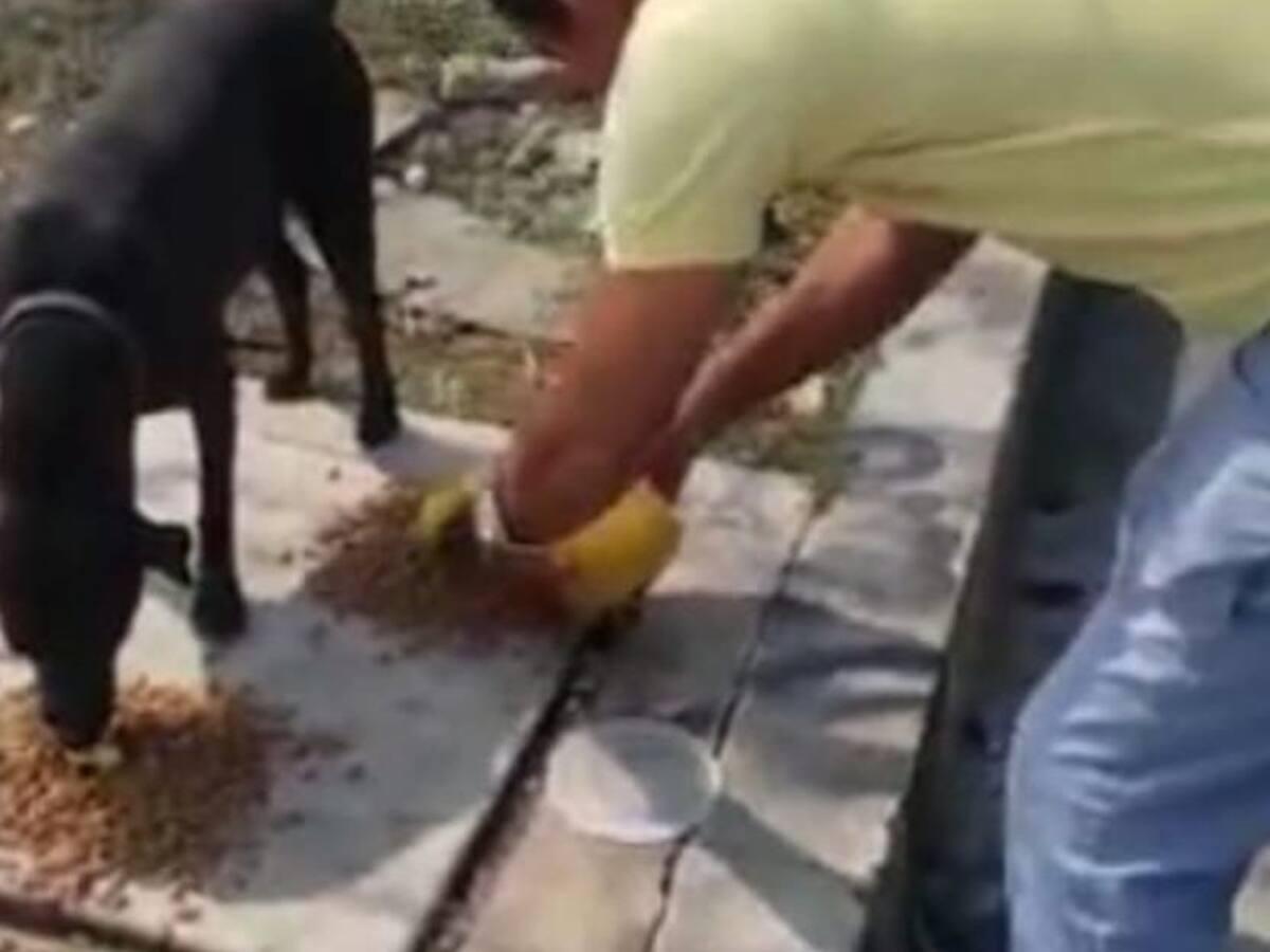 Entregan comida a animales de calle en medio de la cuarentena
