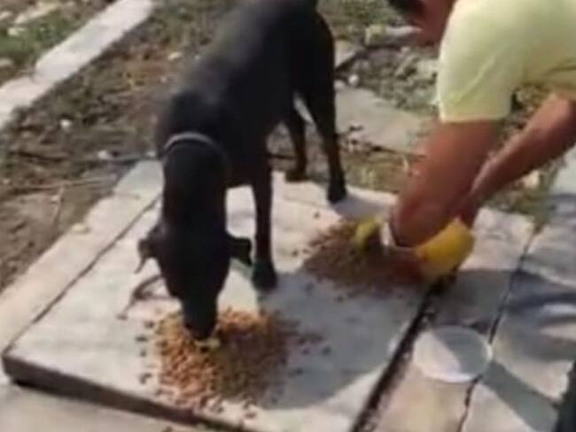 Entregan comida a animales de calle en medio de la cuarentena