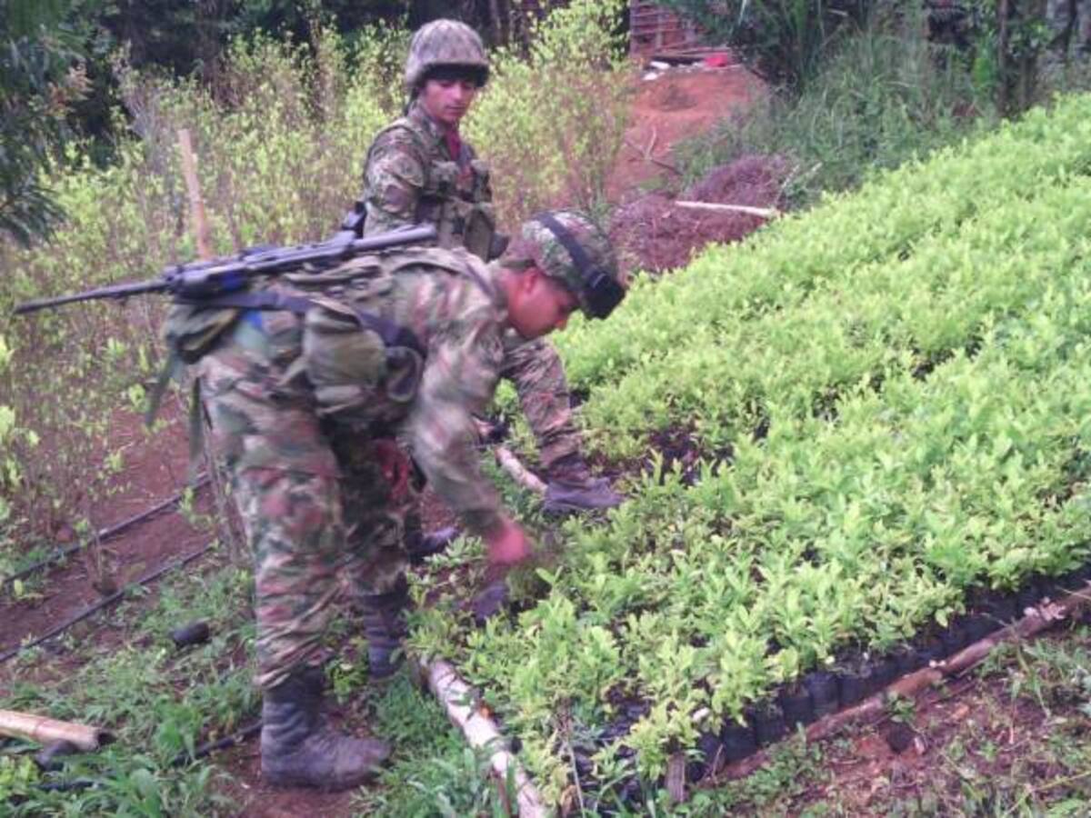 En un mes fueron erradicadas 240 hectáreas de coca en Nariño, Cauca y Valle del Cauca