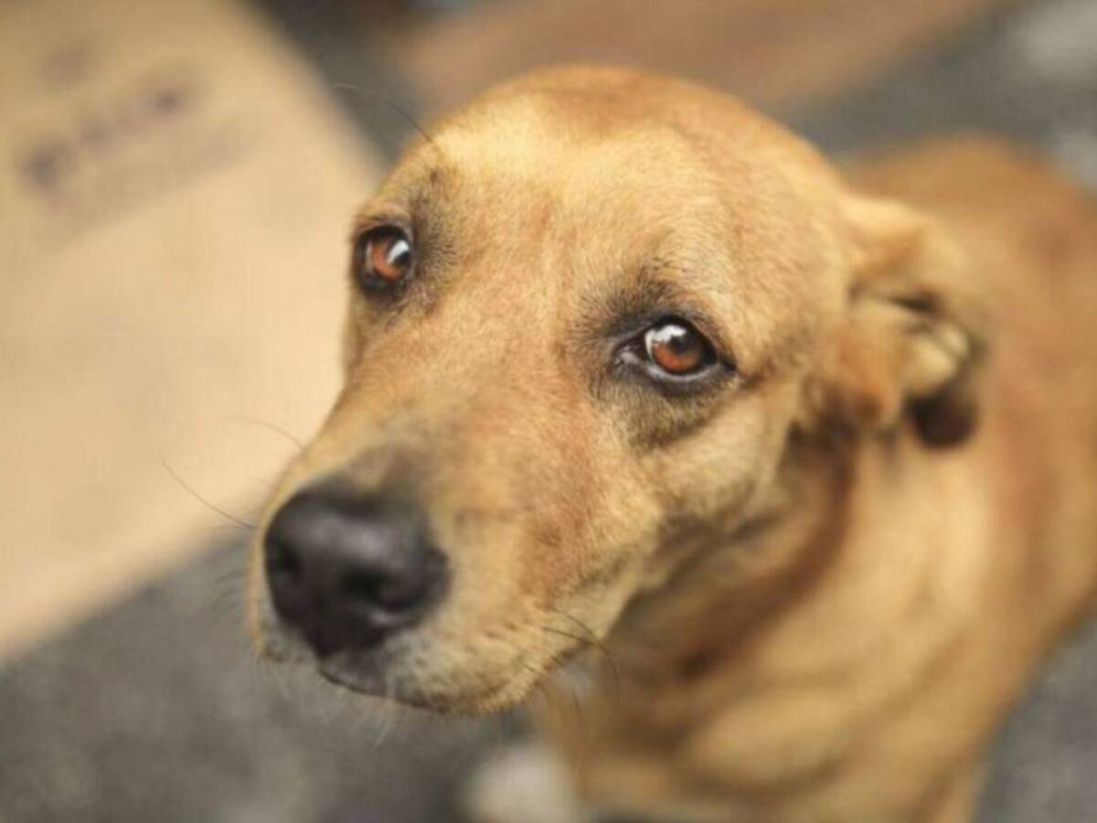 Plantón en Quinchía, Risaralda, para rechazar abusos sexuales a caninos