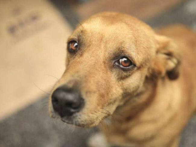 Plantón en Quinchía, Risaralda, para rechazar abusos sexuales a caninos