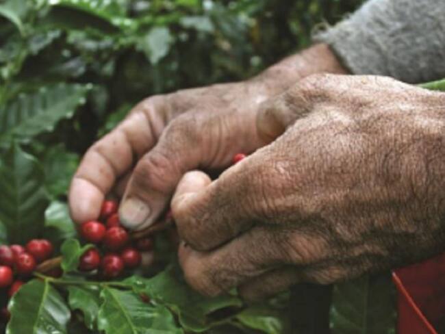Más de 10.500 familias producen café en Boyacá