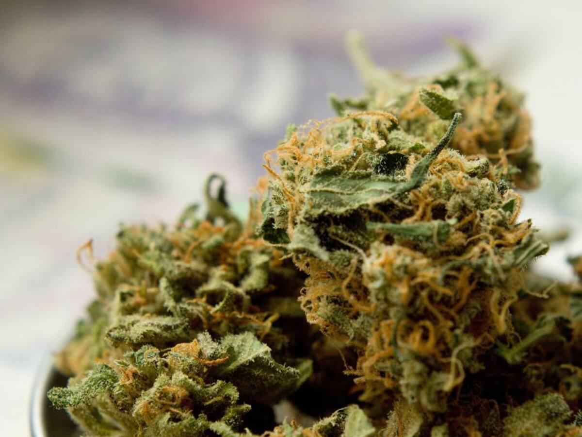 Investigadores preparan tratamiento a base de cannabinoides para COVID-19