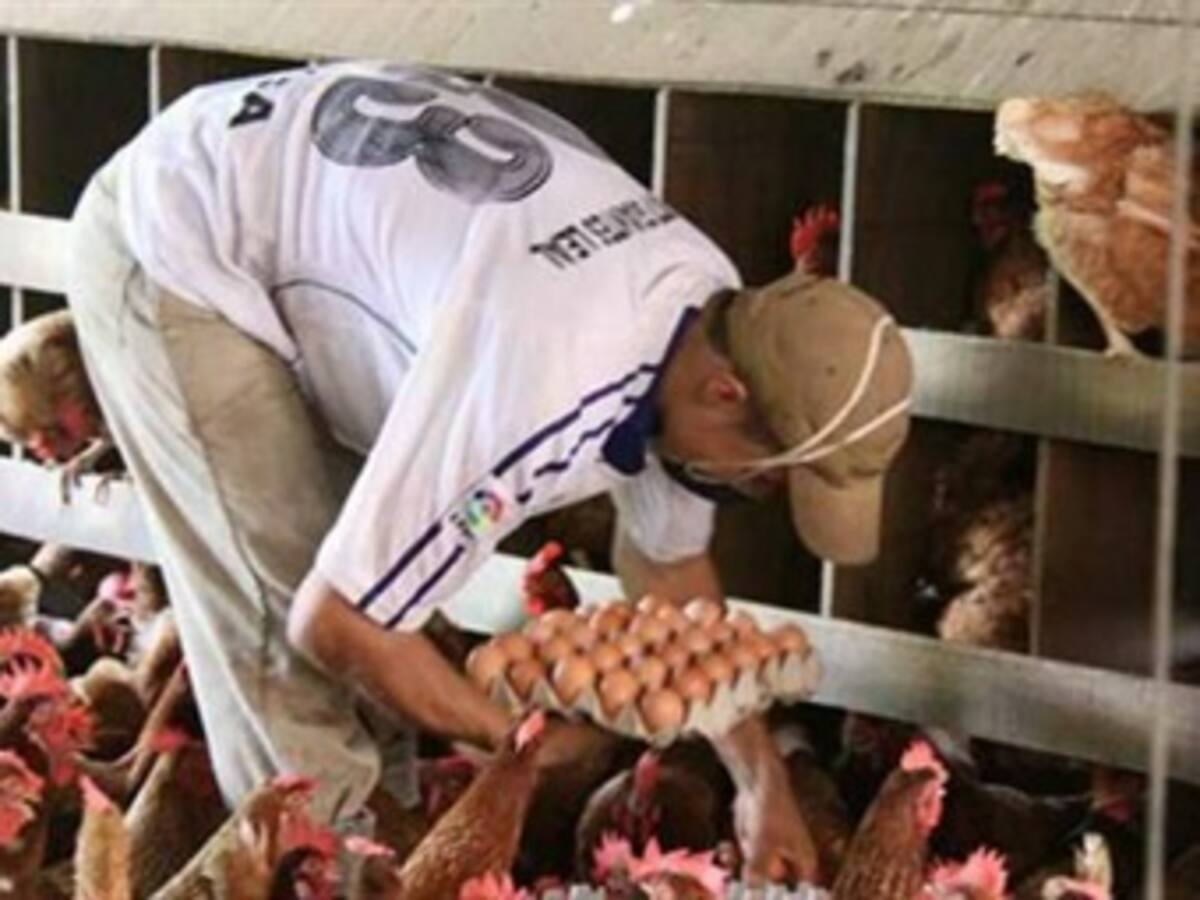 En quiebra se declaran avicultores de la frontera