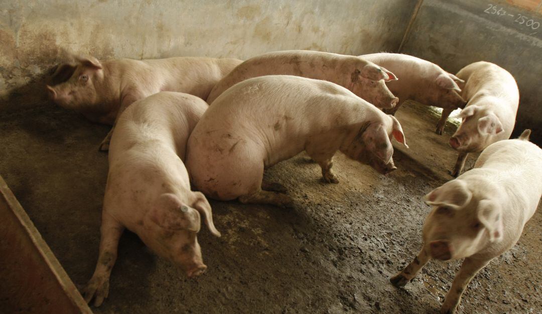 Nueva cepa de gripe porcina / Getty Images