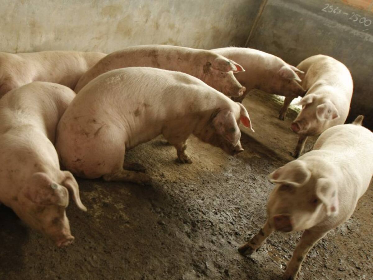 Científicos chinos alertan de gripe porcina que podría trasmitirse a humano
