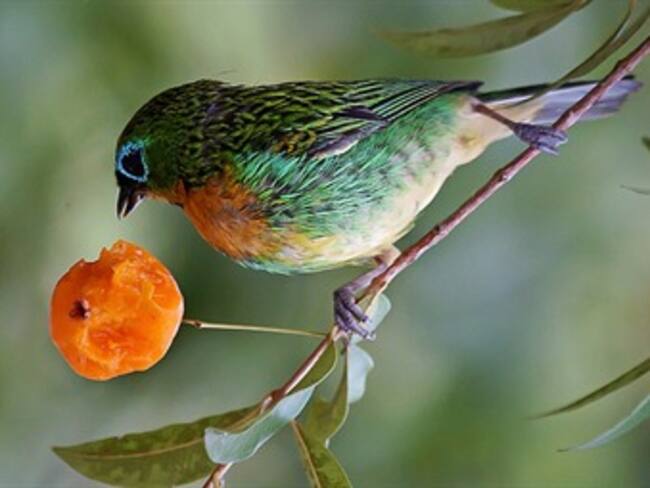Aplicación para teléfonos inteligentes permitirá identificar las aves de la Reserva Natural Río Blanco