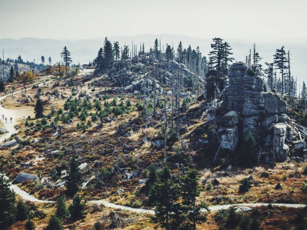 ¿Qué consecuencias tiene la reforestación en nuestra vida?