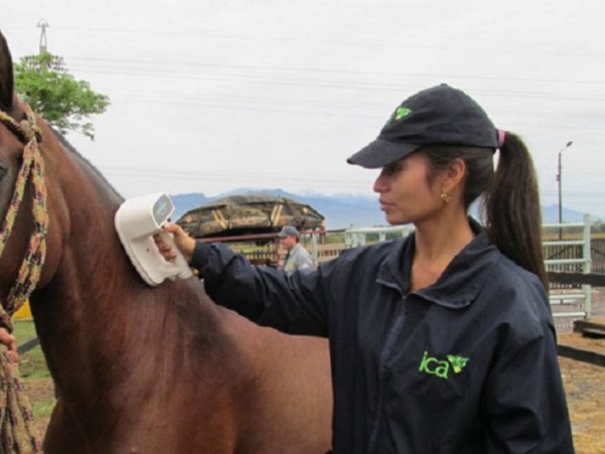 Cómo cuidar bien su caballo, sea de trabajo, recreación o deporte