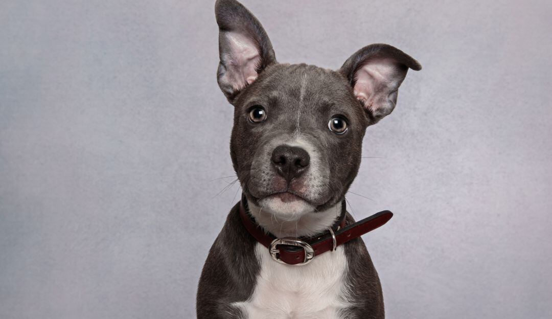 Imagen de referencia