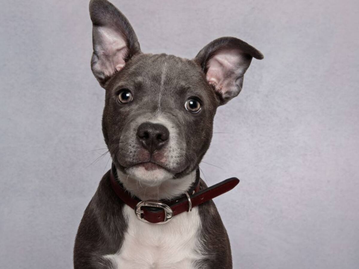 Lanzaron un perro a un río para ver cómo lo devoraba un cocodrilo