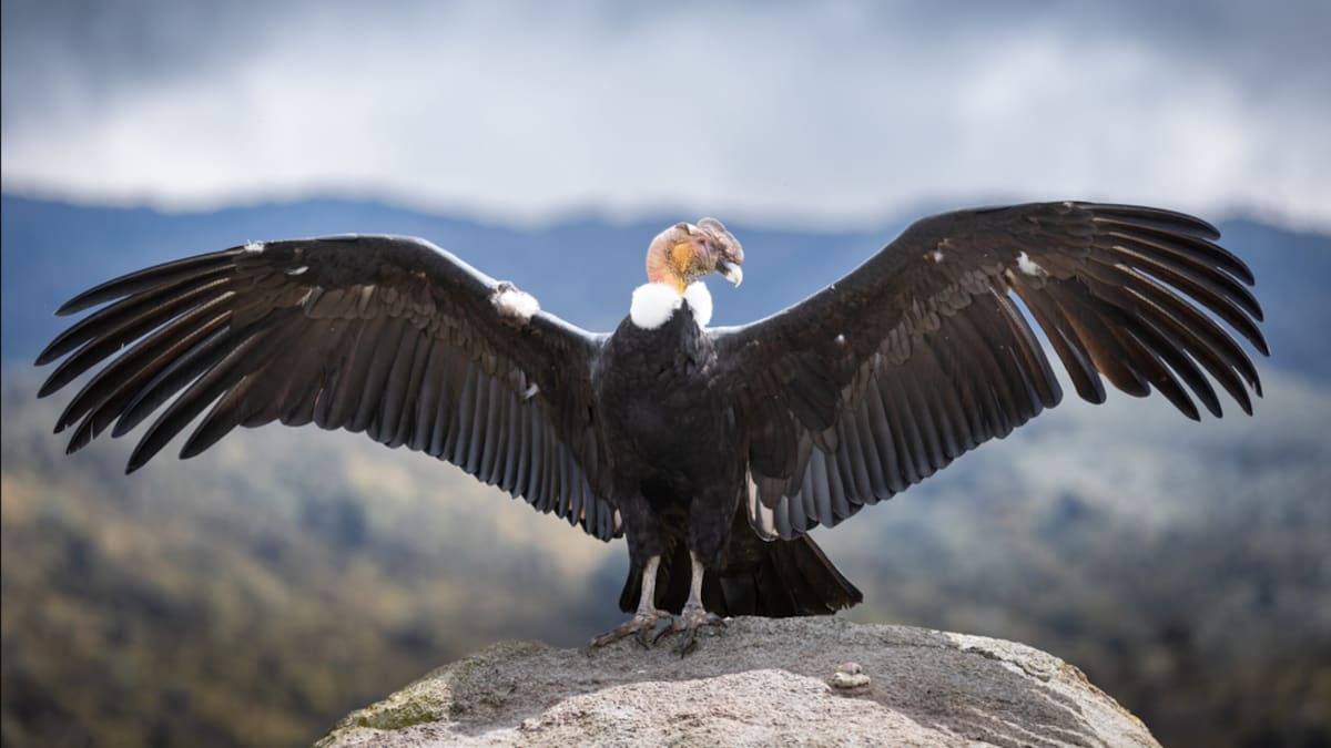 "Mensajero del Sol", la ruta que nos lleva a observar el cóndor de los Andes y paisajes llenos de biodiversidad