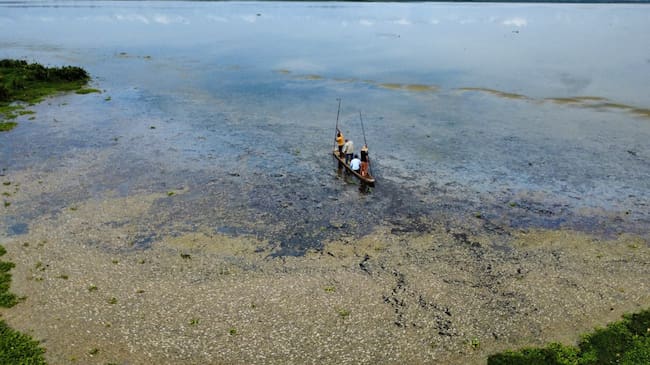 Mortandad de peces en Guamal, Magdalena/ Corpamag