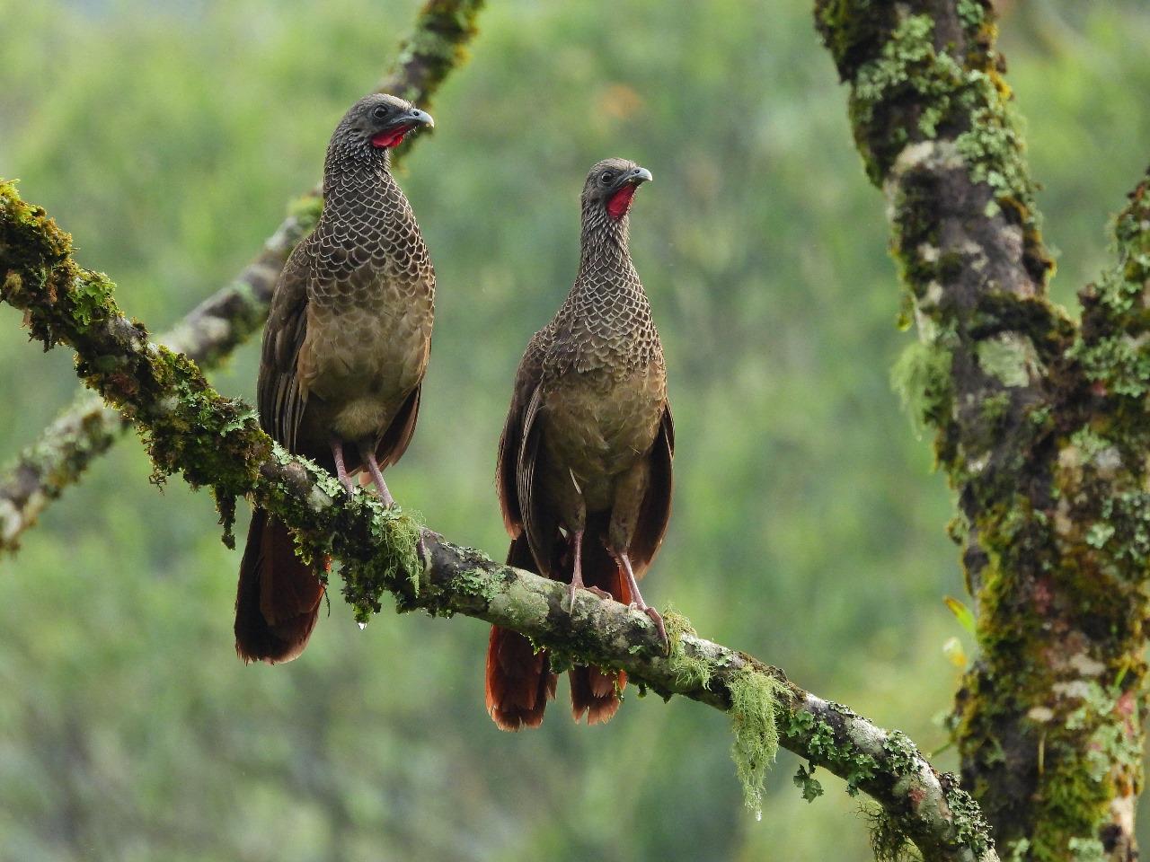 Medellín es sede satélite de la COP16. Foto: Alcaldía de Medellín