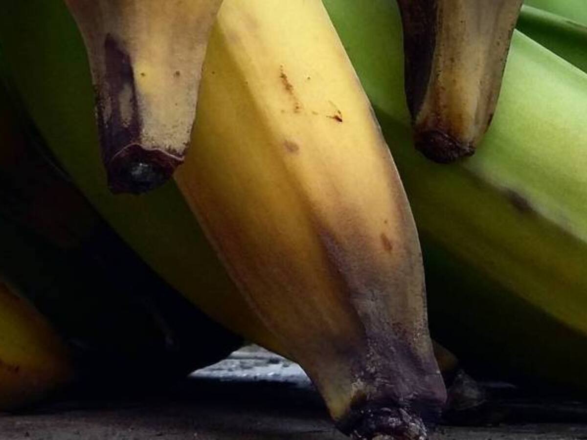 500 hectáreas de plátano derribadas en el Quindío dejan los vendavales