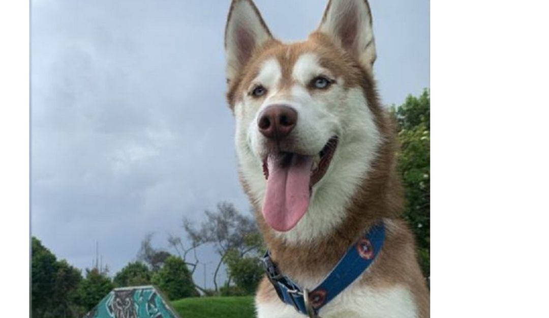 Oslo, husky siberiano.