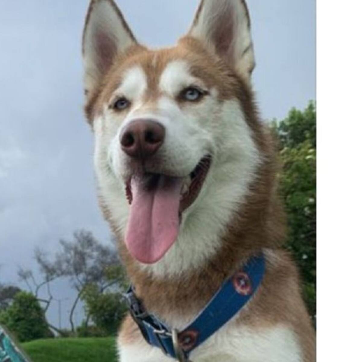 Oslo, perrito que murió envenenado en Ciudadela Colsubsidio de Bogotá