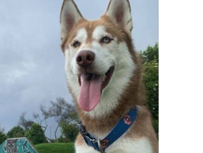 Oslo, husky siberiano.