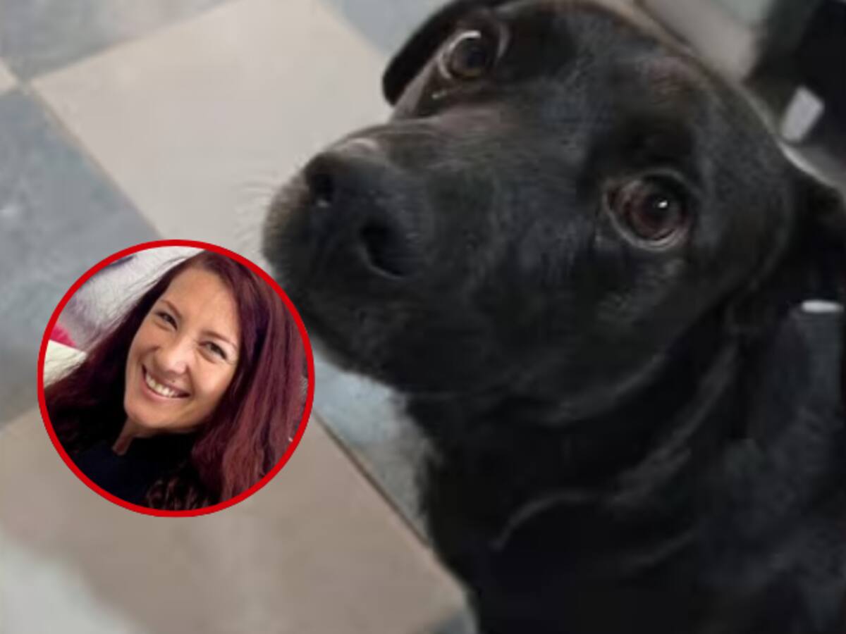 Distrito aclara el proceso del caso de ‘Cosmo’, el perro que recibió la eutanasia: ¿Qué pasó?