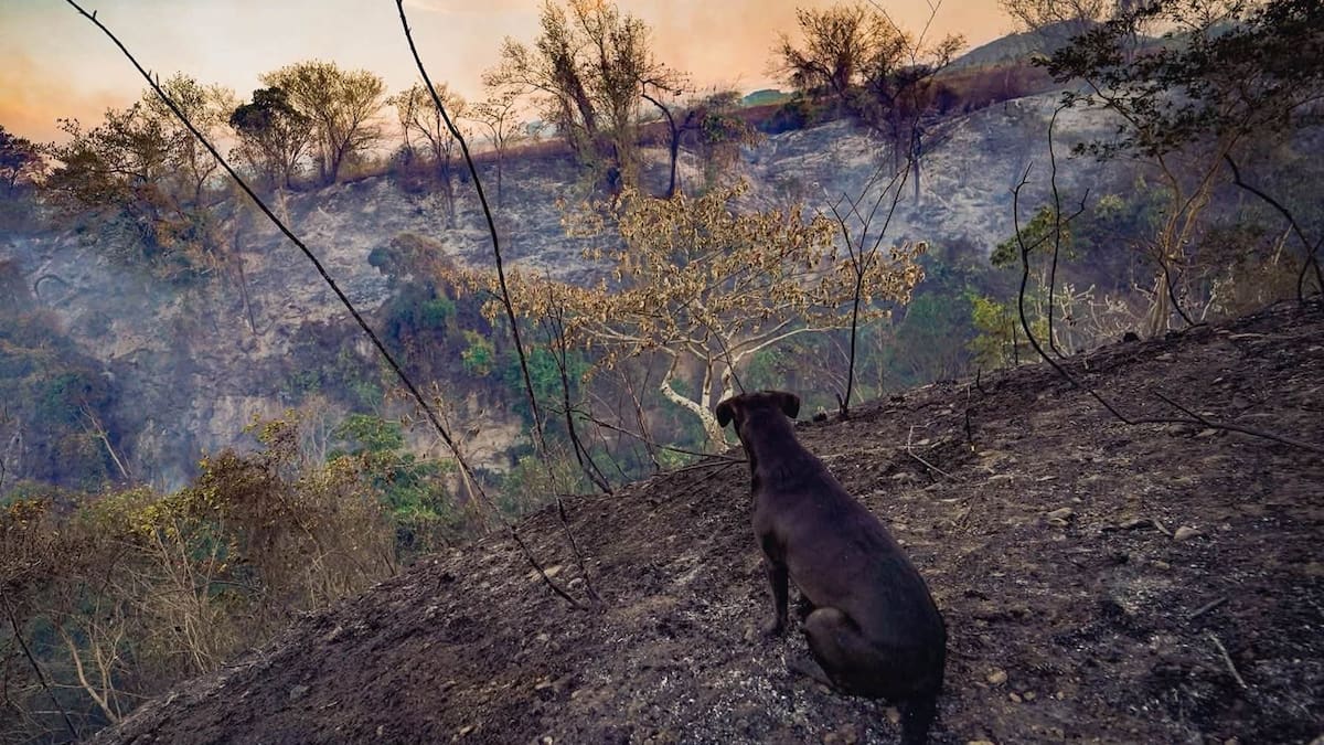 Bomberos de Bogotá envía 15 uniformados más al Tolima para atender incendios forestales