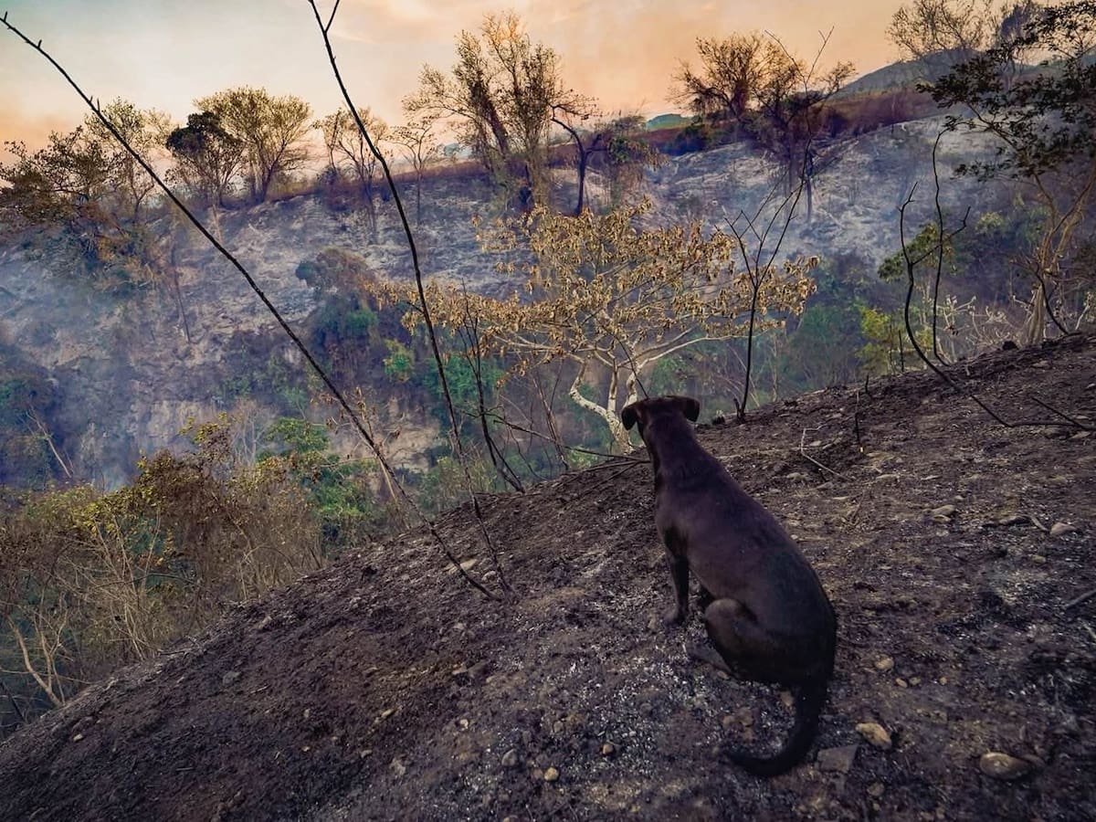 Ministerio de Agricultura definirá apoyos para afectados por incendios forestales del Tolima