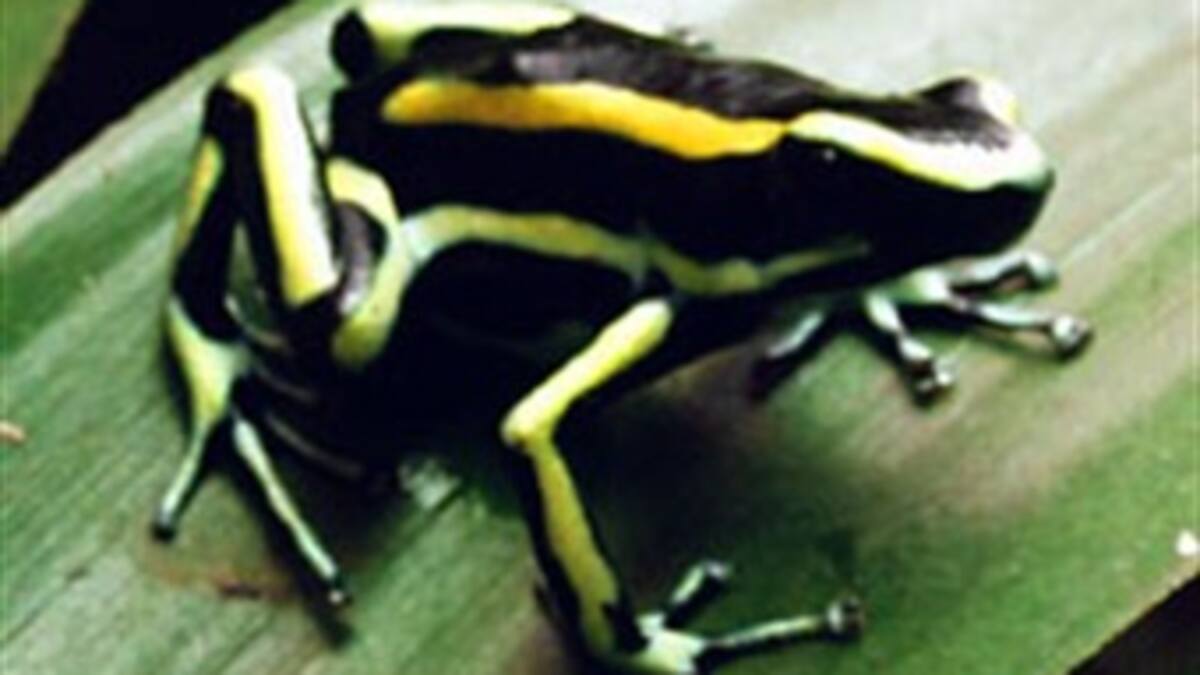 Riqueza de anfibios y reptiles en las ciénagas del Caribe