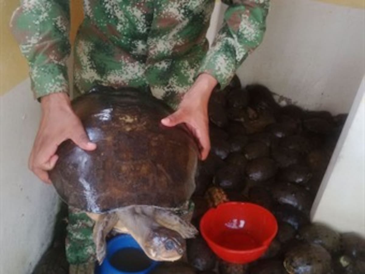Recuperan más de 1.000 especies de animales vivos en Bolívar y Córdoba