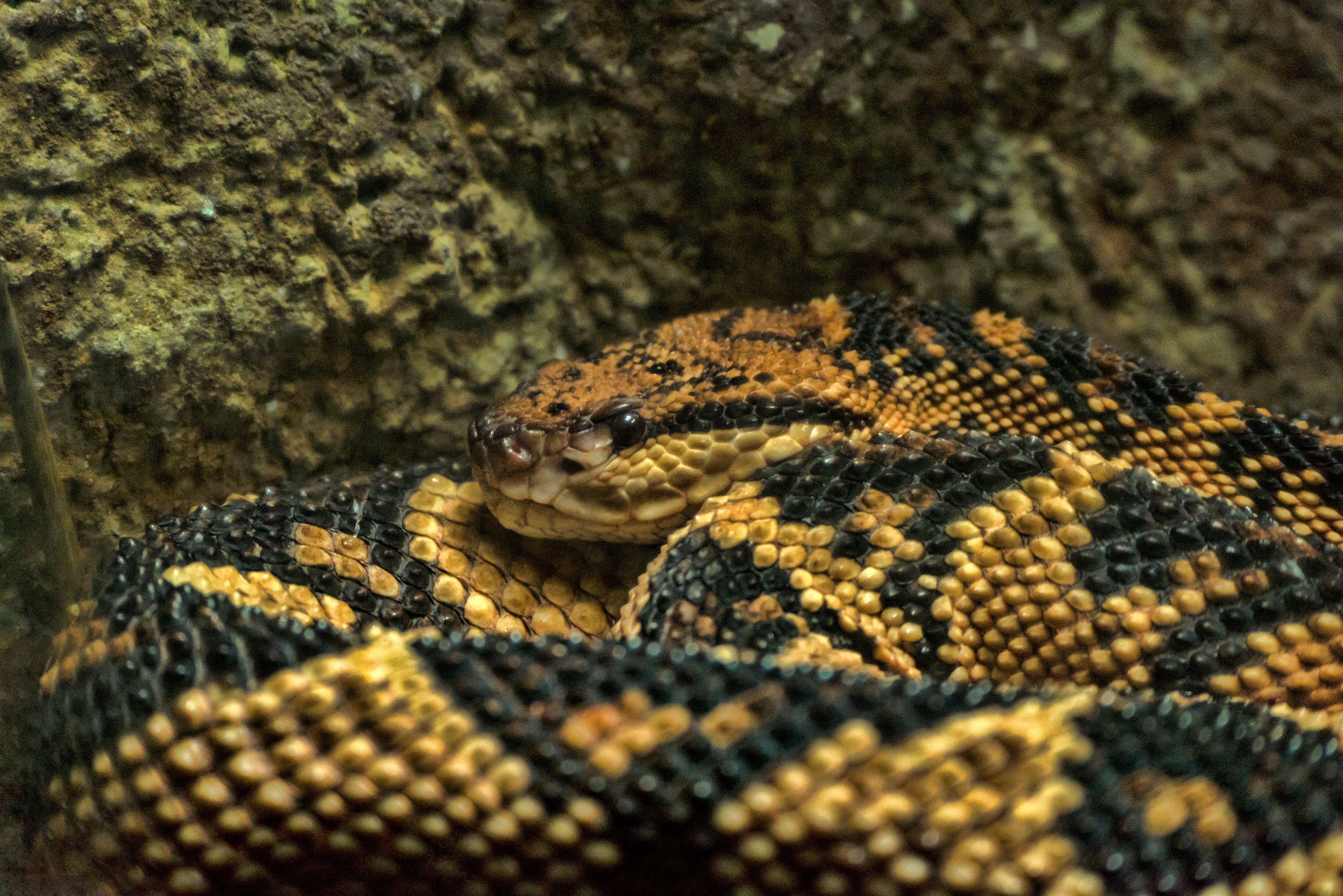 La serpiente venenosa más grande de Suramérica (Getty Images)