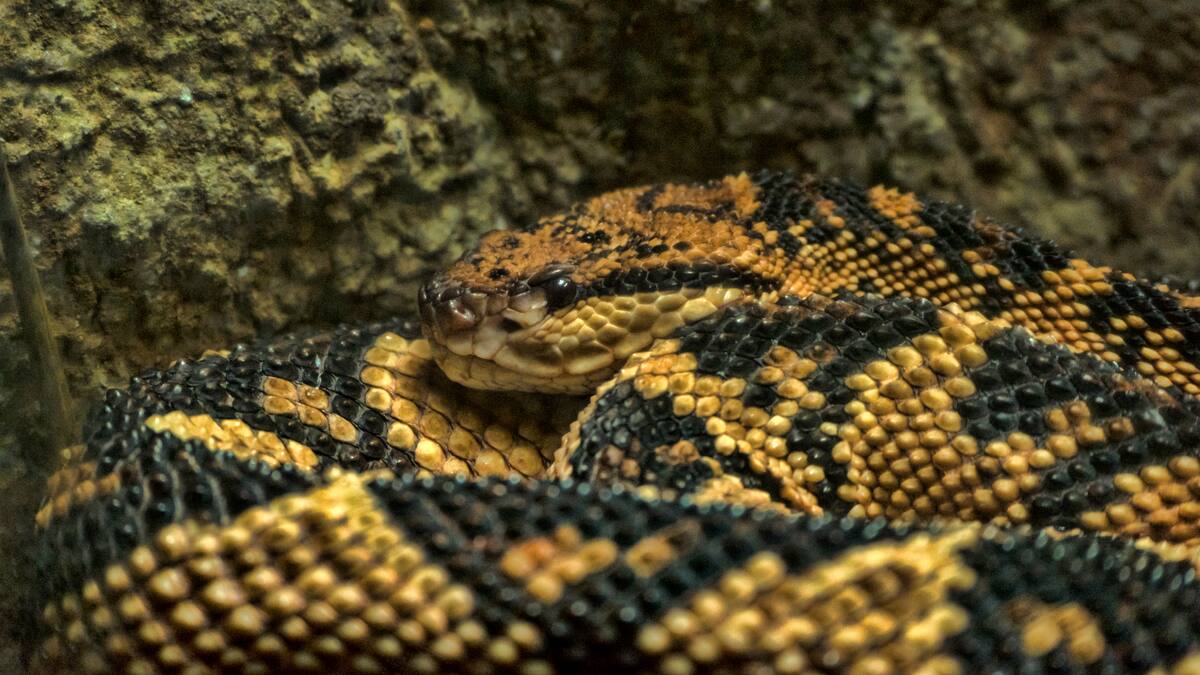 ¿Cuál es la serpiente más peligrosa de Colombia? Habita en esta región del país