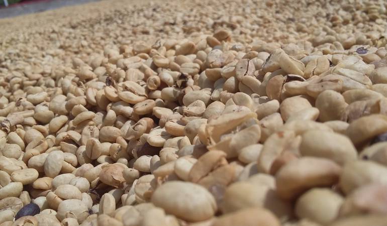 La idea es fortalecer los cafetales para afrontar lo que queda del fenómeno del niño.