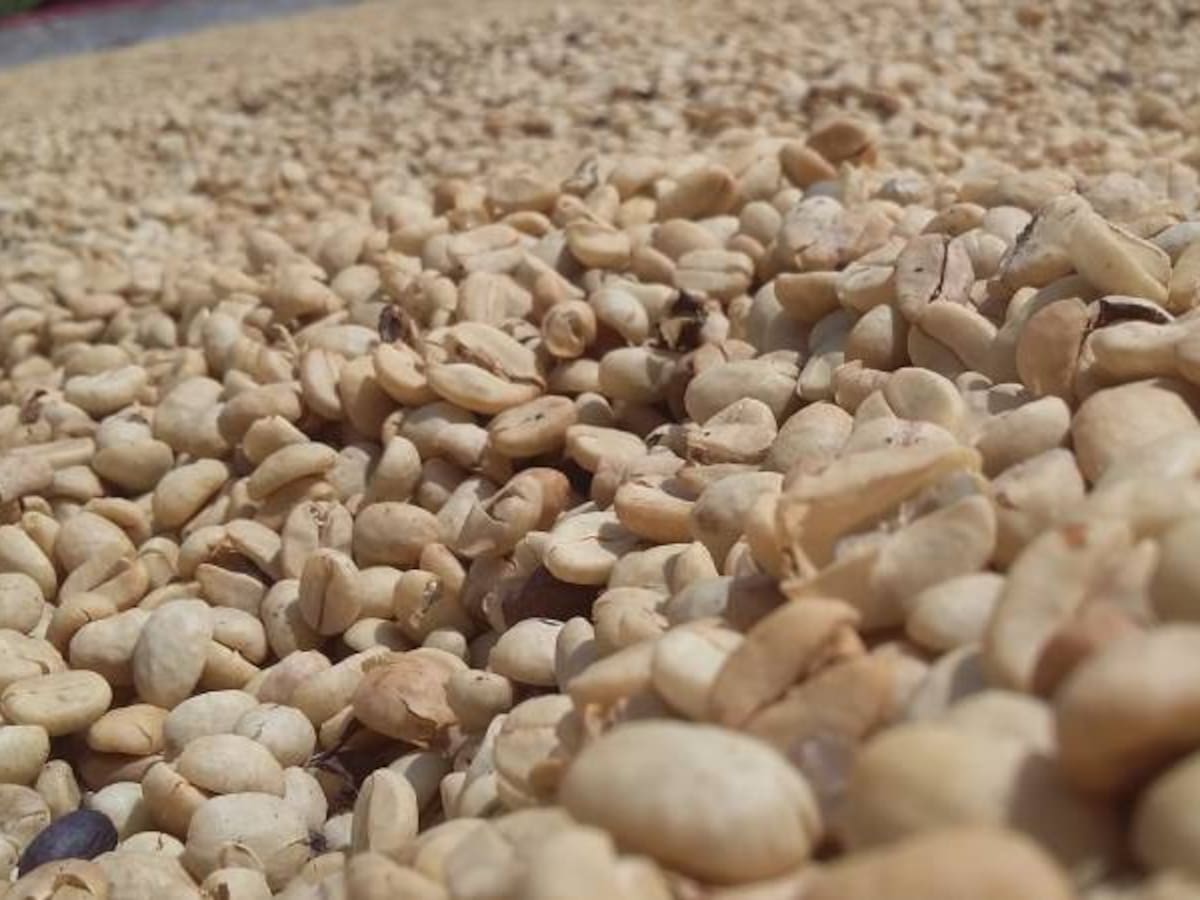 Fedecafé iniciará entrega de recursos a damnificados por fenómeno de El Niño