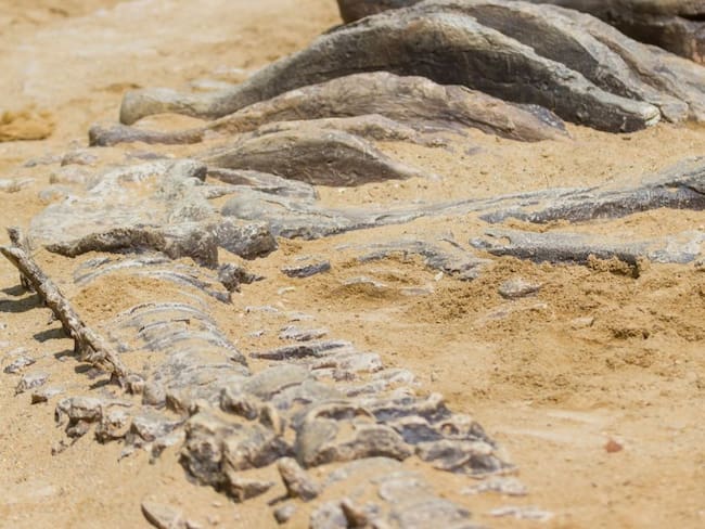 Perijasaurus: el dinosaurio colombiano descubierto gracias al proceso de paz