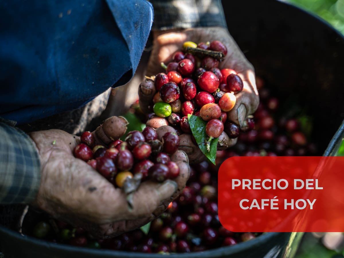 Precio del café en Colombia HOY 23 de julio 2026: la carga completa otra jornada a la baja