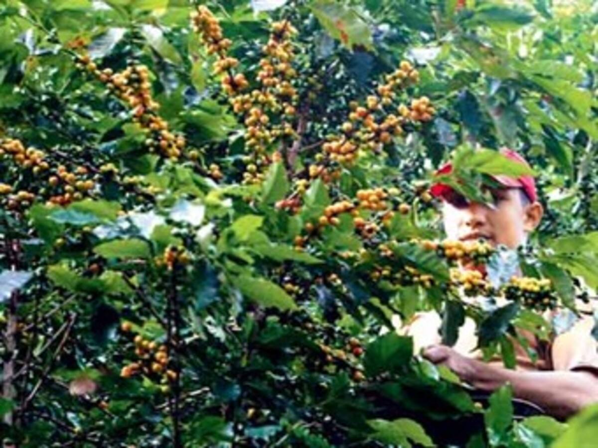 Huila produce un café muy apetecido en el mundo