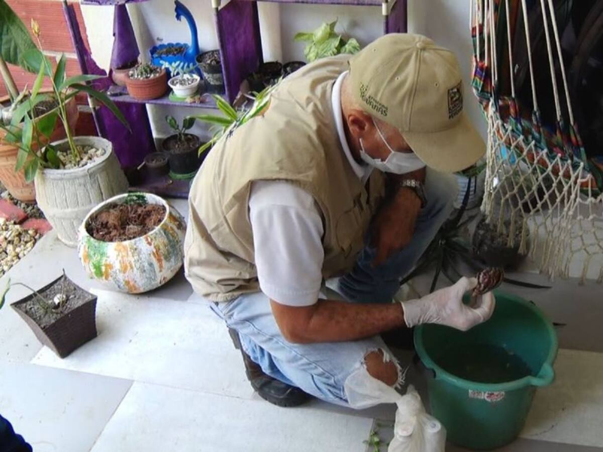 Cardique entregó recomendaciones por presencia del caracol africano